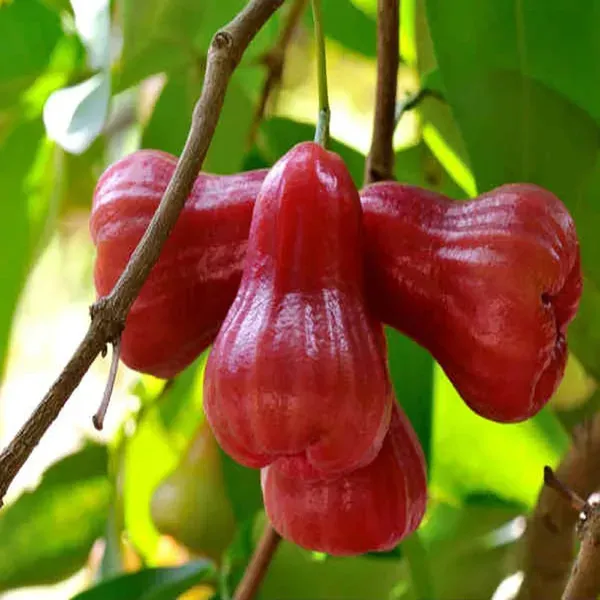 Missile_Wax_Apple_Water_Layering_Grafted_Fruit_Plant_1_5_3_Feet_Height