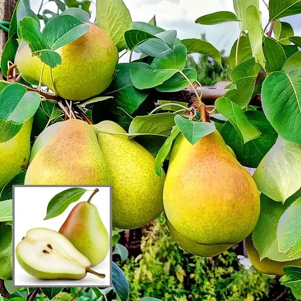 Pear_Pyrus_Communis_Nashpati_Layering_Grafted_Fruit_Plant_1_5_3_Feet_Heigh