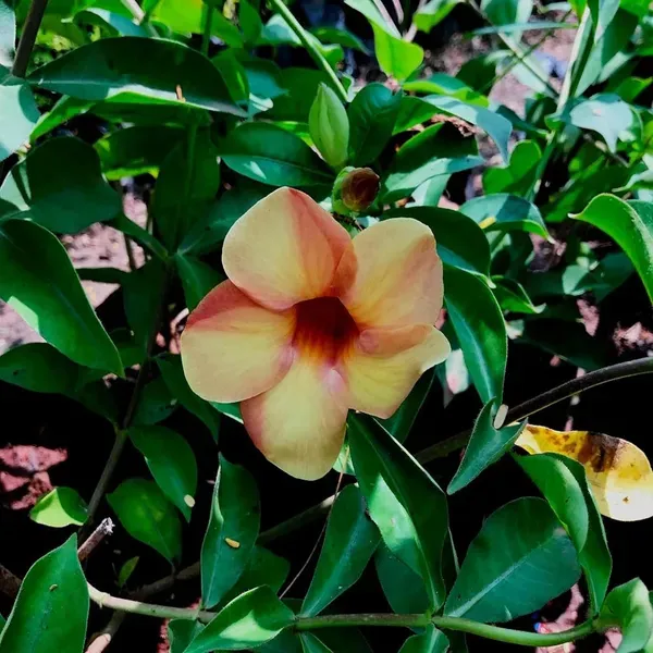 Cream_Colour_Allamanda_Cathartica_Round_The_Year_Flower_Plant_1_2_Feet_Hei