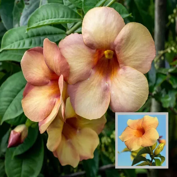Cream_Colour_Allamanda_Cathartica_Round_The_Year_Flower_Plant_1_2_Feet_Hei