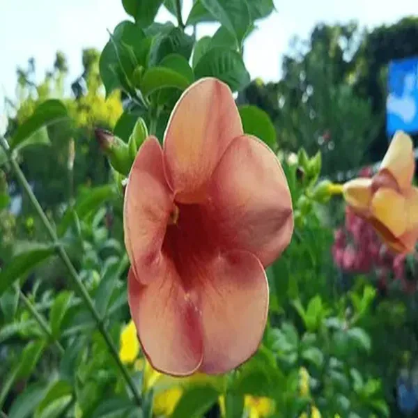 Cream_Colour_Allamanda_Cathartica_Round_The_Year_Flower_Plant_1_2_Feet_Hei