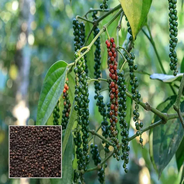 Black_Pepper_Nigrum_Gol_Mirch_Kali_Mirch_Spice_Plant_1_5_3_Feet_Height