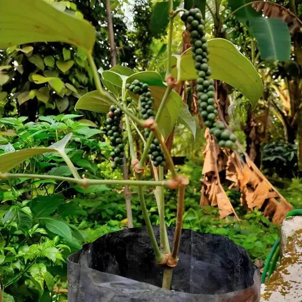 Black_Pepper_Nigrum_Gol_Mirch_Kali_Mirch_Spice_Plant_1_5_3_Feet_Height