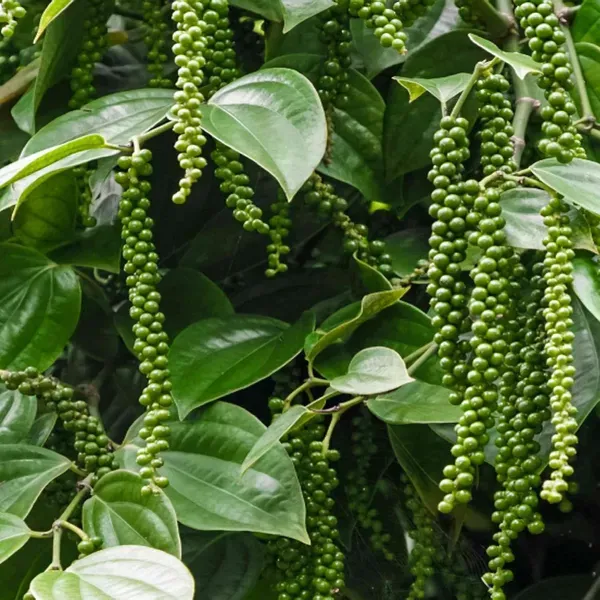 Black_Pepper_Nigrum_Gol_Mirch_Kali_Mirch_Spice_Plant_1_5_3_Feet_Height