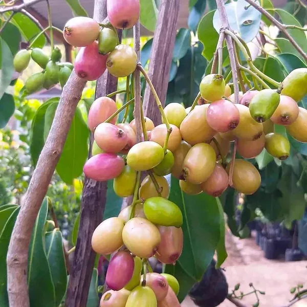 White_Jamun_Jambolan_Jam_Grafted_Fruit_Plant_1_5_3_Feet_Height
