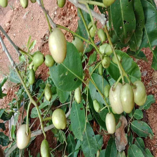 White_Jamun_Jambolan_Jam_Grafted_Fruit_Plant_1_5_3_Feet_Height