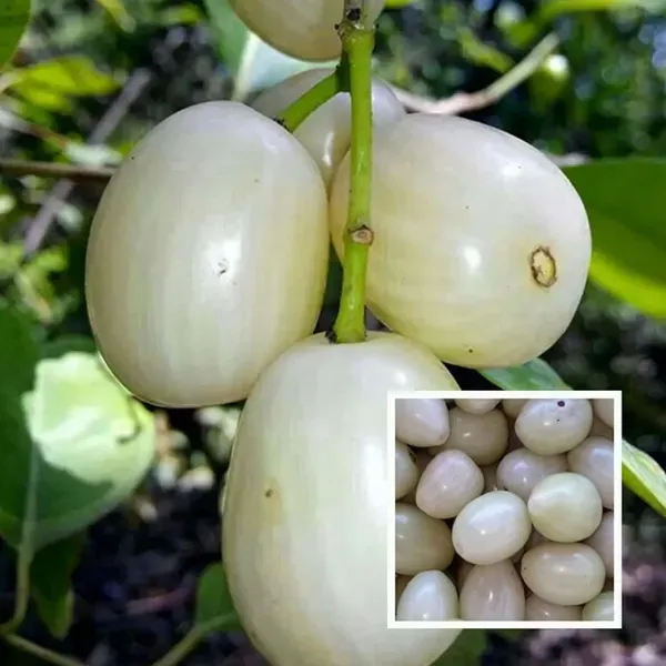 White_Jamun_Jambolan_Jam_Grafted_Fruit_Plant_1_5_3_Feet_Height