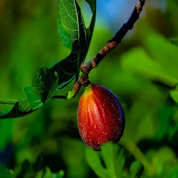 Red_Israel_Khurtmani_Fig_Anjeer_Layering_Grafted_Fruit_Plant_1_2_Feet_Heig