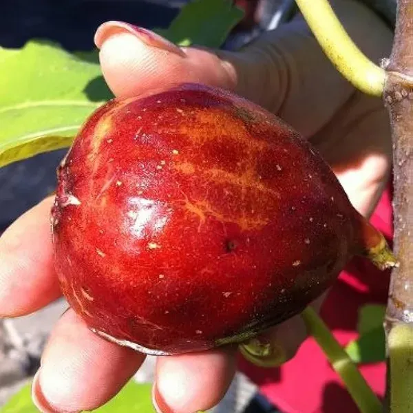 Red_Israel_Khurtmani_Fig_Anjeer_Layering_Grafted_Fruit_Plant_1_2_Feet_Heig