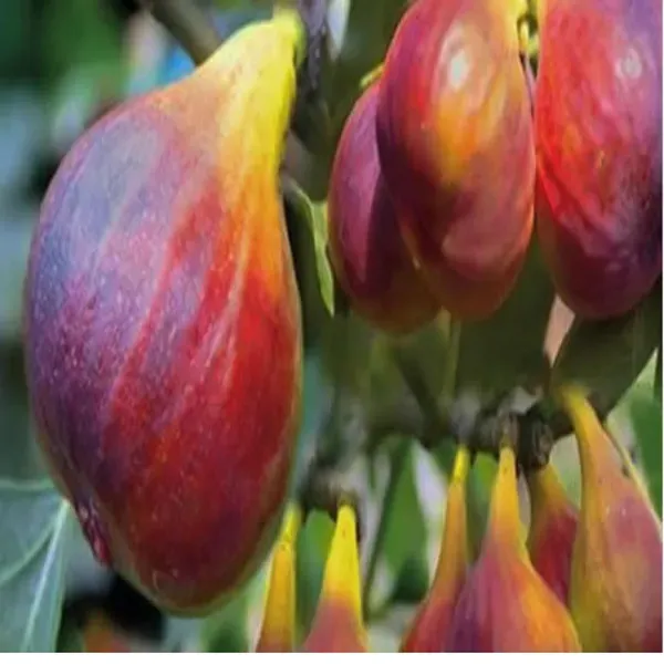 Red_Israel_Khurtmani_Fig_Anjeer_Layering_Grafted_Fruit_Plant_1_2_Feet_Heig