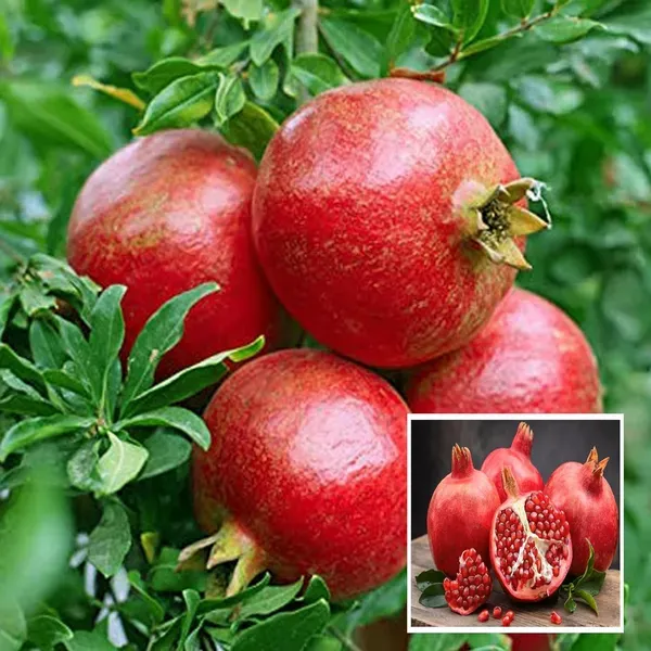 Super_Bhagwa_Pomegranate_Anar_Layering_Grafted_Fruit_Plant_1_5_3_Feet_Heig