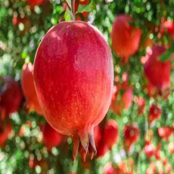 Super_Bhagwa_Pomegranate_Anar_Layering_Grafted_Fruit_Plant_1_5_3_Feet_Heig