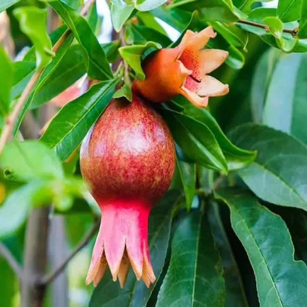 Super_Bhagwa_Pomegranate_Anar_Layering_Grafted_Fruit_Plant_1_5_3_Feet_Heig