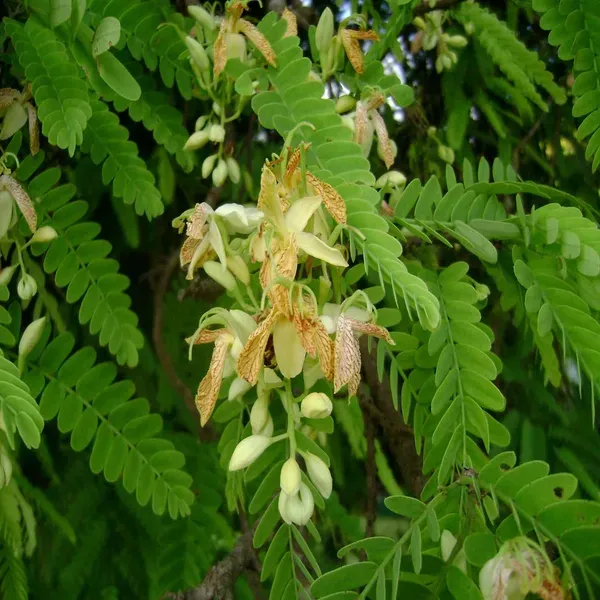 Red_Sweet_Tamarind_Imli_Grafted_Fruit_Plant_1_5_3_Feet_Height