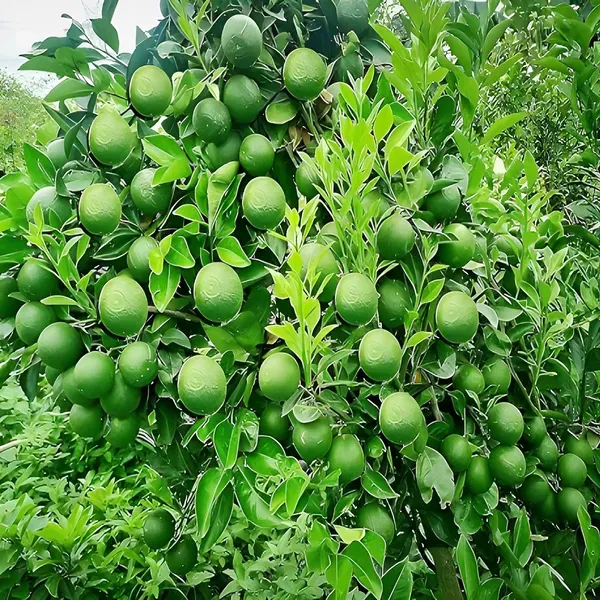 Bangladesh_Bari_1_Malta_Mosambi_Grafted_Fruit_Plant_1_5_2_Feet_Height