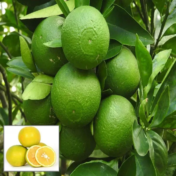 Bangladesh_Bari_1_Malta_Mosambi_Grafted_Fruit_Plant_1_5_2_Feet_Height
