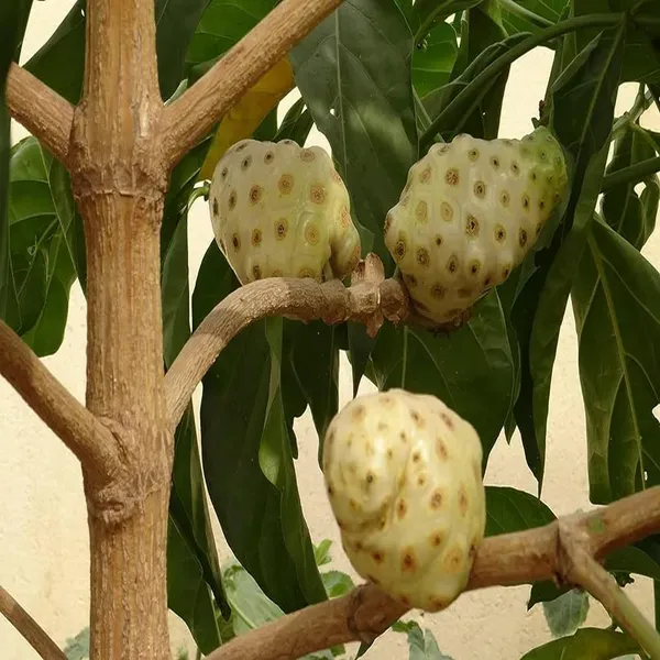 Noni_Cheese_Fruit_Plant_1_2_Feet_Height