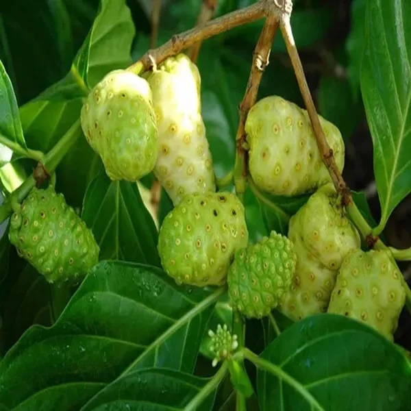Noni_Cheese_Fruit_Plant_1_2_Feet_Height