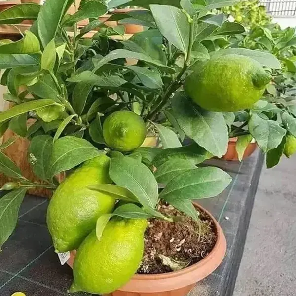 Gandharaj_Aroma_King_Lemon_Layering_Grafted_Fruit_Plant_1_2_Feet_Height