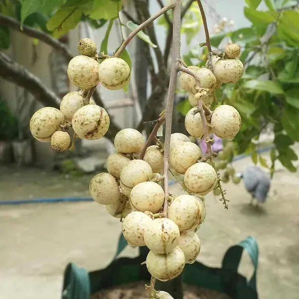 Snow_White_Dragon_Eye_Longan_Grafted_Fruit_Plant_1_2_Feet_Height