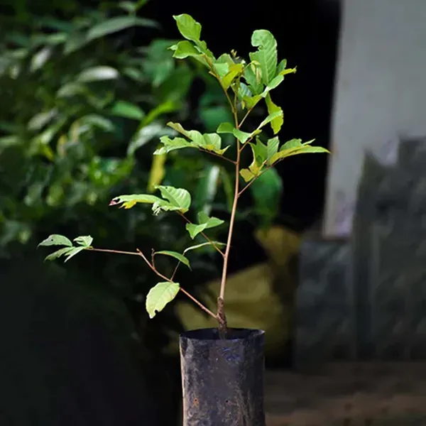 E35_Rambutan_Grafted_Fruit_Plant_2_3_Feet_Height