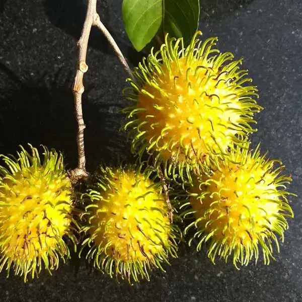 E35_Rambutan_Grafted_Fruit_Plant_2_3_Feet_Height