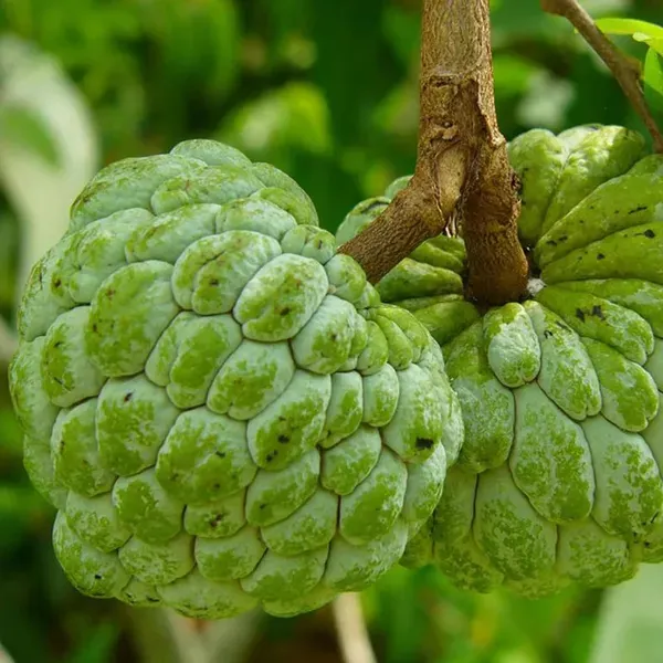 Balanagar_Custard_Apple_Sugar_Apple_Sitafal_Ata_Grafted_Fruit_Plant_1_5_3