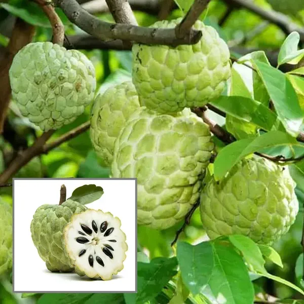 Balanagar_Custard_Apple_Sugar_Apple_Sitafal_Ata_Grafted_Fruit_Plant_1_5_3