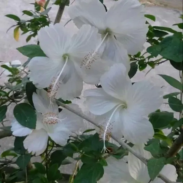 White_Colour_Hibiscus_Joba_Gudhal_Flower_Plant_1_2_Feet_Height