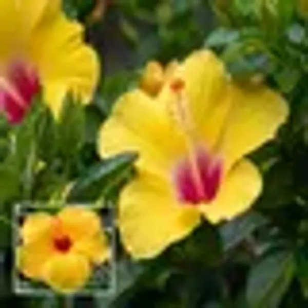 White_Colour_Hibiscus_Joba_Gudhal_Flower_Plant_1_2_Feet_Height
