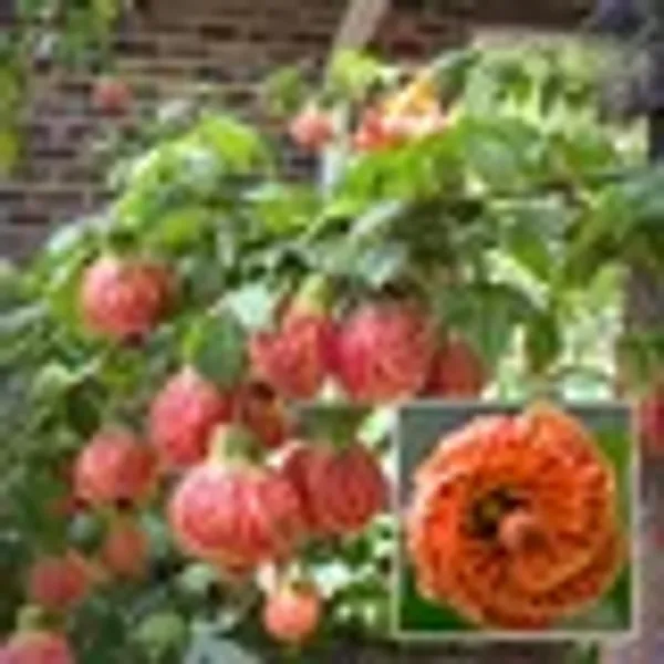 White_Colour_Hibiscus_Joba_Gudhal_Flower_Plant_1_2_Feet_Height
