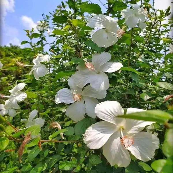 White_Colour_Hibiscus_Joba_Gudhal_Flower_Plant_1_2_Feet_Height