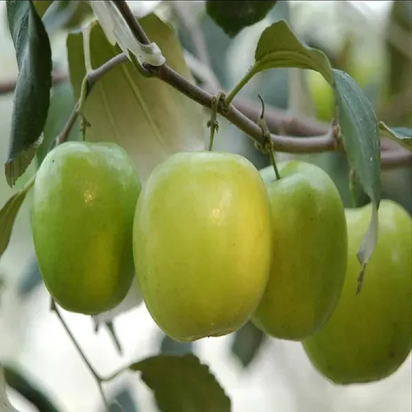 B_U_Apple_Ber_Jujube_Kul_Grafted_Fruit_Plant_1_2_Feet_Height