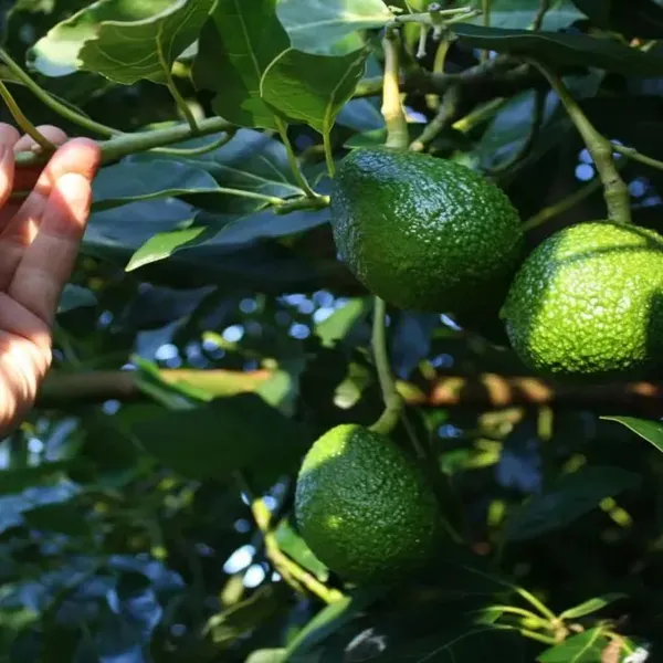 Monroe_Round_Avocado_Butter_Fruit_Grafted_Plant_1_5_2_Feet_Height