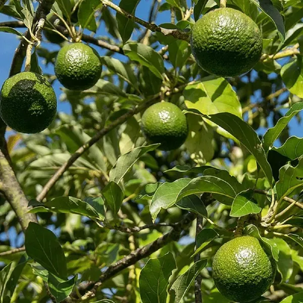 Monroe_Round_Avocado_Butter_Fruit_Grafted_Plant_1_5_2_Feet_Height