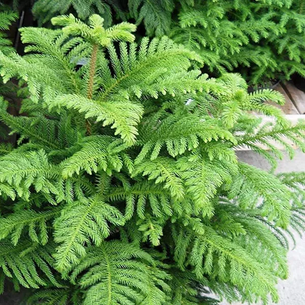 Christmas_Tree_Araucaria_Heterophylla_Jhau_Plant_1_5_3_Feet_Height