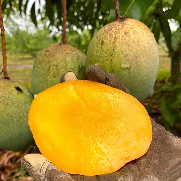Coconut_Cream_Mango_Aam_Grafted_Fruit_Plant_1_5_3_Feet_Height