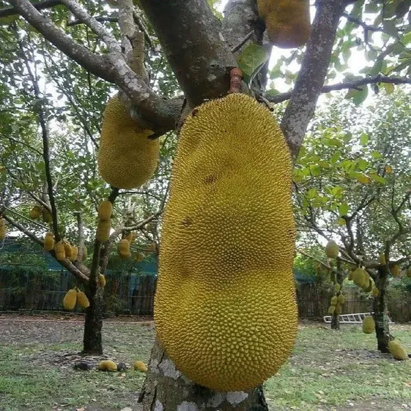 Giant_Big_Size_Varikka_Katahal_Panasa_Chakka_Variety_Grafted_Fruit_Plant_1