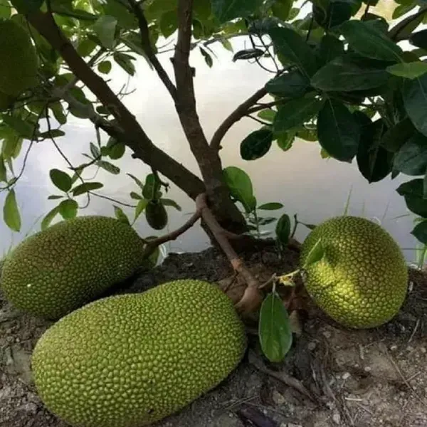 Giant_Big_Size_Varikka_Katahal_Panasa_Chakka_Variety_Grafted_Fruit_Plant_1