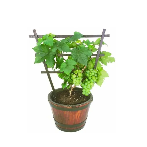 Grapes_Angoor_Layering_Grafted_Fruit_Plant