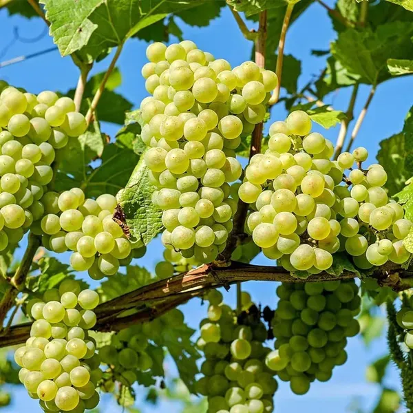 Grapes_Angoor_Layering_Grafted_Fruit_Plant
