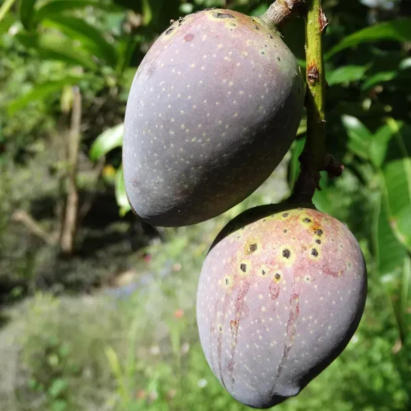 Black_Stone_Mango_Aam_Grafted_Fruit_Plant_1_5_3_Feet_Height