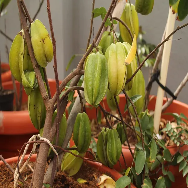 Thai_Sweet_Star_Fruit_Carambola_Kamranga_Amrak_Grafted_Plant_1_5_3_Feet_He