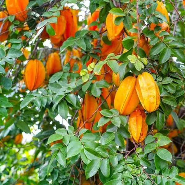 Thai_Sweet_Star_Fruit_Carambola_Kamranga_Amrak_Grafted_Plant_1_5_3_Feet_He