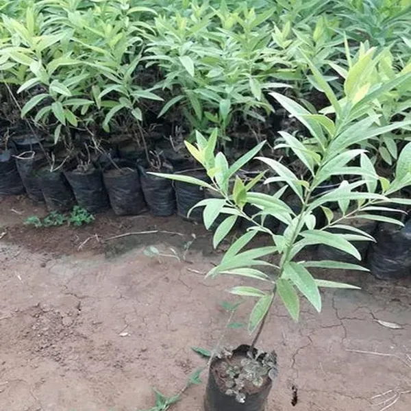 White_Sandalwood_Chandan_Avenue_Plant_1_5_3_Feet_Height