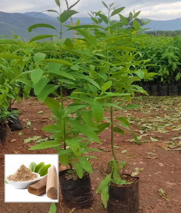White_Sandalwood_Chandan_Avenue_Plant_1_5_3_Feet_Height