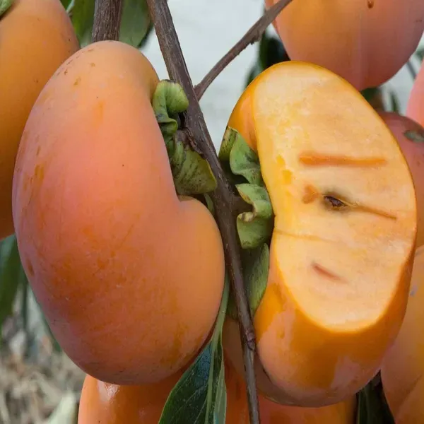 Fuyu_Persimmon_Grafted_Fruit_Plant_2_3_Feet_Height