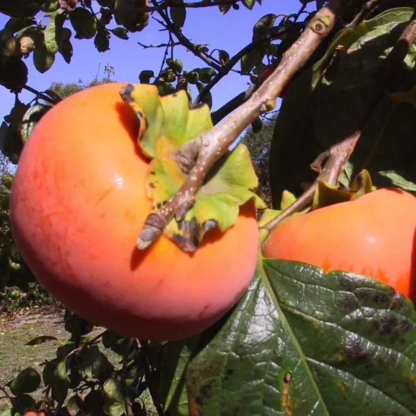 Fuyu_Persimmon_Grafted_Fruit_Plant_2_3_Feet_Height