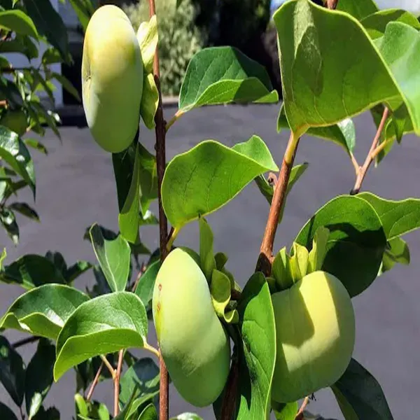 Fuyu_Persimmon_Grafted_Fruit_Plant_2_3_Feet_Height