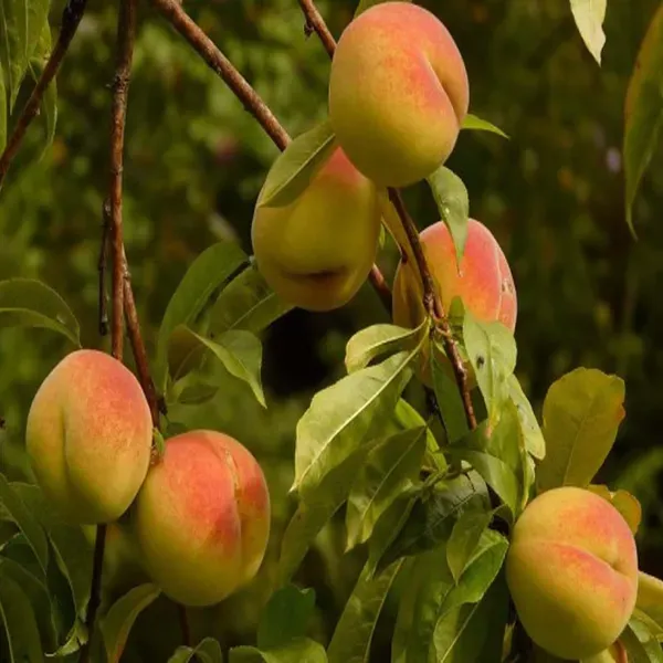 Sharbati_Peach_Grafted_Fruit_Plant_2_3_Feet_Height